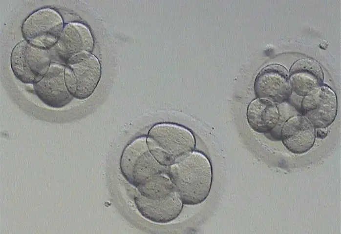 Embrione a cinque cellule in terza giornata ingrandito al microscopio
